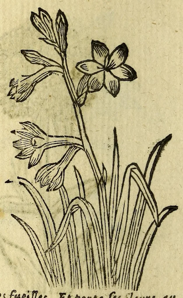 An illustration from Histoire des plantes, nouuellement trouuées en l'Isle Virgine, & autres lieux, lesquelles ont esté prises & cultiuées au iarden de Monsieur Robin arboriste du Roy. Non encore veuës n'y imprimées par cy deuant, 1620, leaf 20