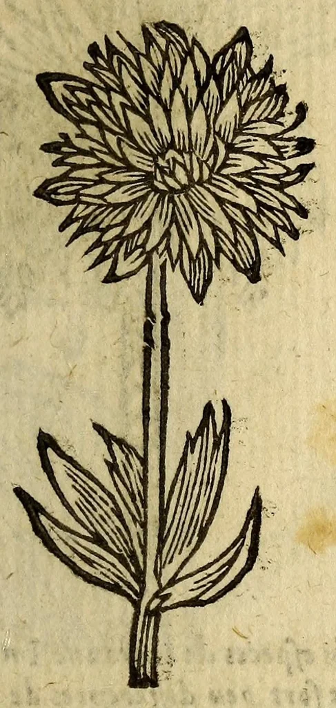 An illustration from Histoire des plantes, nouuellement trouuées en l'Isle Virgine, & autres lieux, lesquelles ont esté prises & cultiuées au iarden de Monsieur Robin arboriste du Roy. Non encore veuës n'y imprimées par cy deuant, 1620, leaf 21