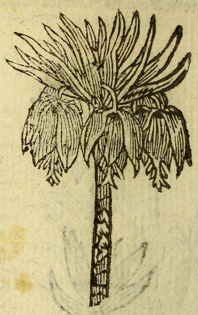 An illustration from Histoire des plantes, nouuellement trouuées en l'Isle Virgine, & autres lieux, lesquelles ont esté prises & cultiuées au iarden de Monsieur Robin arboriste du Roy. Non encore veuës n'y imprimées par cy deuant, 1620, leaf 22