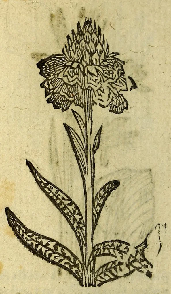 An illustration from Histoire des plantes, nouuellement trouuées en l'Isle Virgine, & autres lieux, lesquelles ont esté prises & cultiuées au iarden de Monsieur Robin arboriste du Roy. Non encore veuës n'y imprimées par cy deuant, 1620, leaf 24