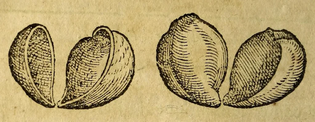 An illustration from Histoire des simples medicamens apportés de l'Amerique, desquels on se sert en la medecine., 1619, leaf 110