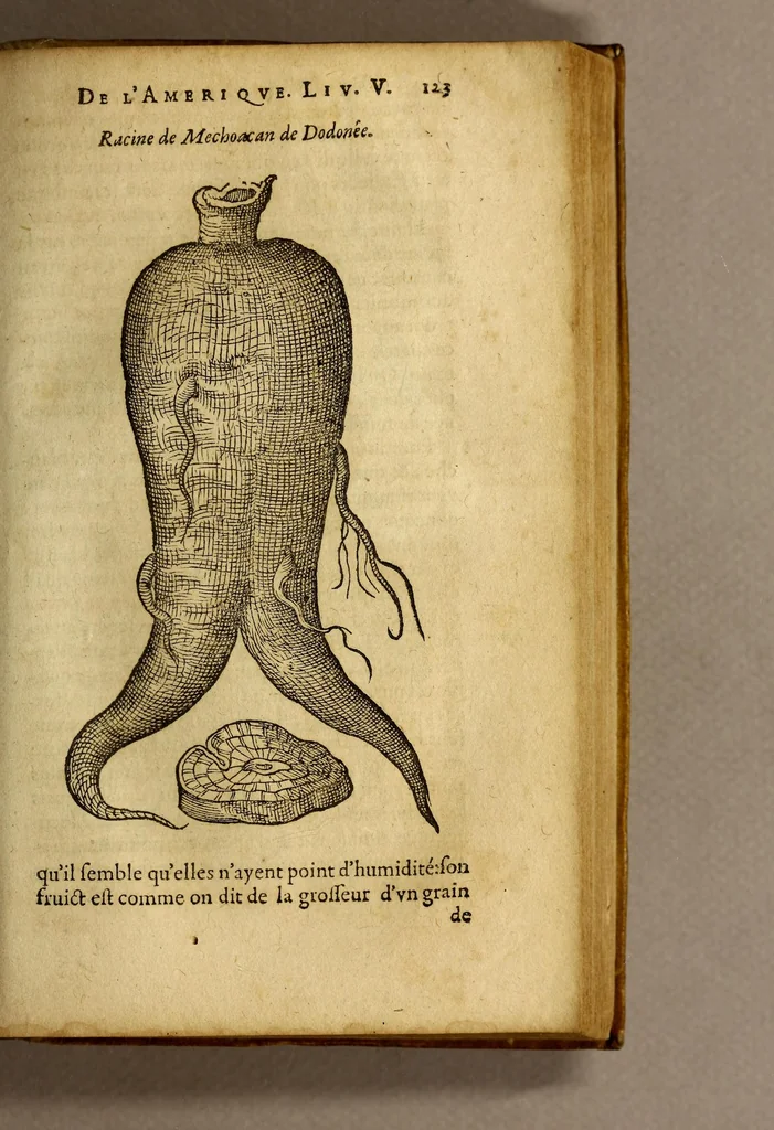 An illustration from Histoire des simples medicamens apportés de l'Amerique, desquels on se sert en la medecine., 1619, leaf 127