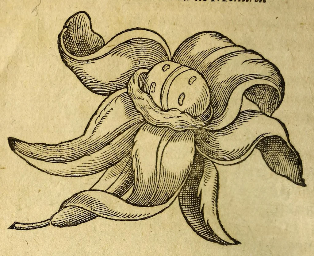 An illustration from Histoire des simples medicamens apportés de l'Amerique, desquels on se sert en la medecine., 1619, leaf 130