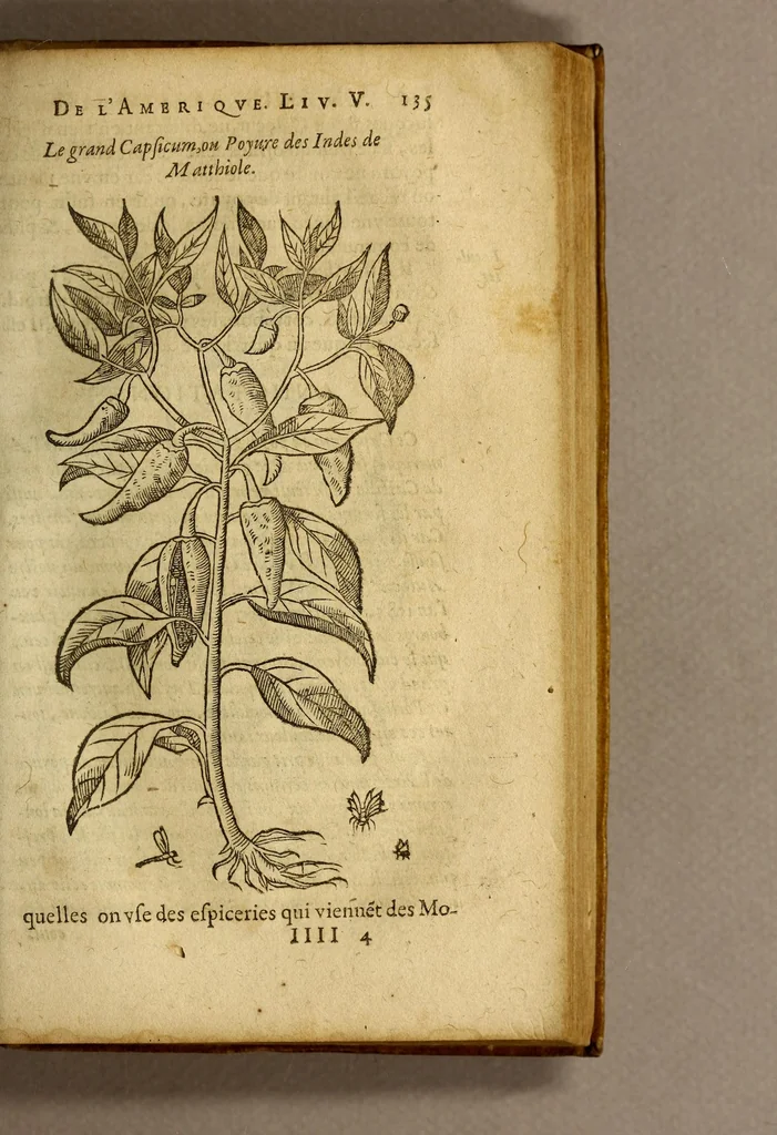 An illustration from Histoire des simples medicamens apportés de l'Amerique, desquels on se sert en la medecine., 1619, leaf 139