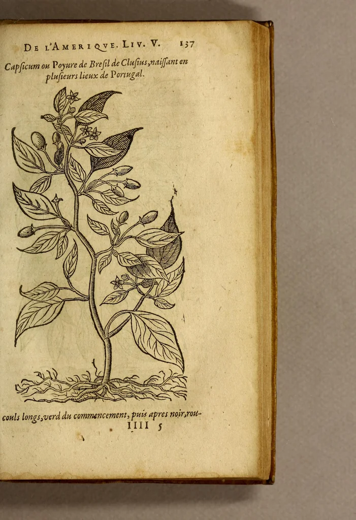 An illustration from Histoire des simples medicamens apportés de l'Amerique, desquels on se sert en la medecine., 1619, leaf 141