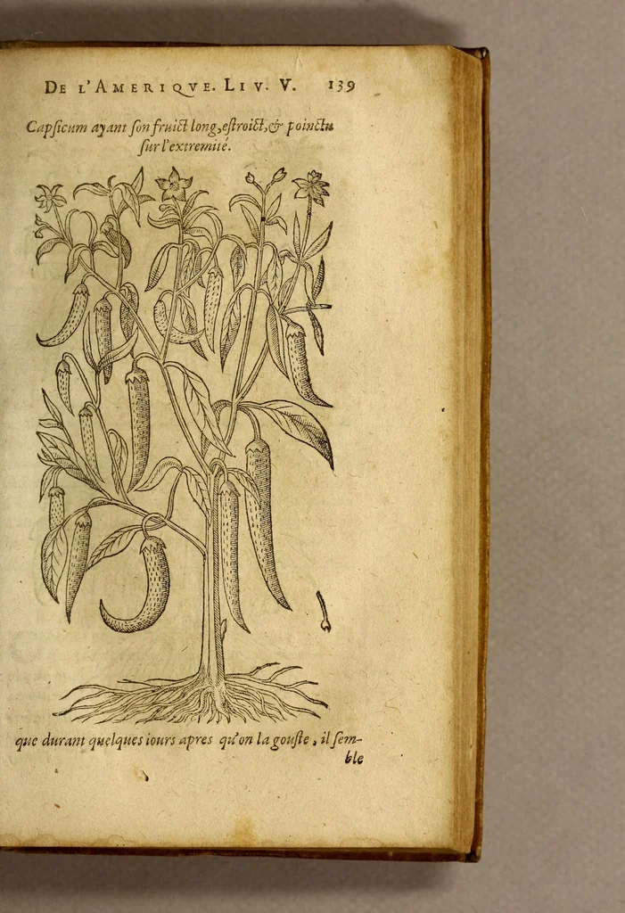 An illustration from Histoire des simples medicamens apportés de l'Amerique, desquels on se sert en la medecine., 1619, leaf 143