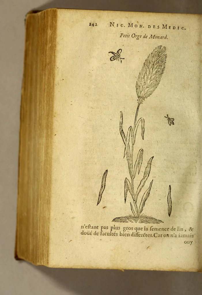 An illustration from Histoire des simples medicamens apportés de l'Amerique, desquels on se sert en la medecine., 1619, leaf 146
