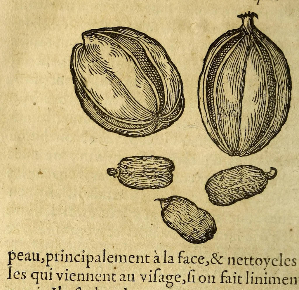 An illustration from Histoire des simples medicamens apportés de l'Amerique, desquels on se sert en la medecine., 1619, leaf 16