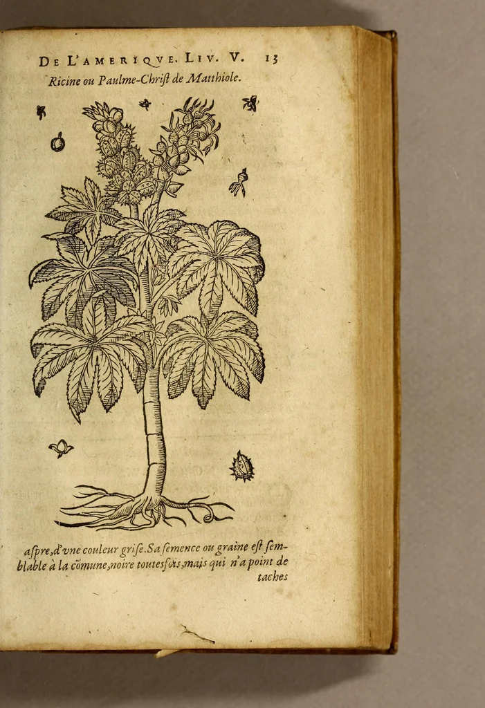 An illustration from Histoire des simples medicamens apportés de l'Amerique, desquels on se sert en la medecine., 1619, leaf 17