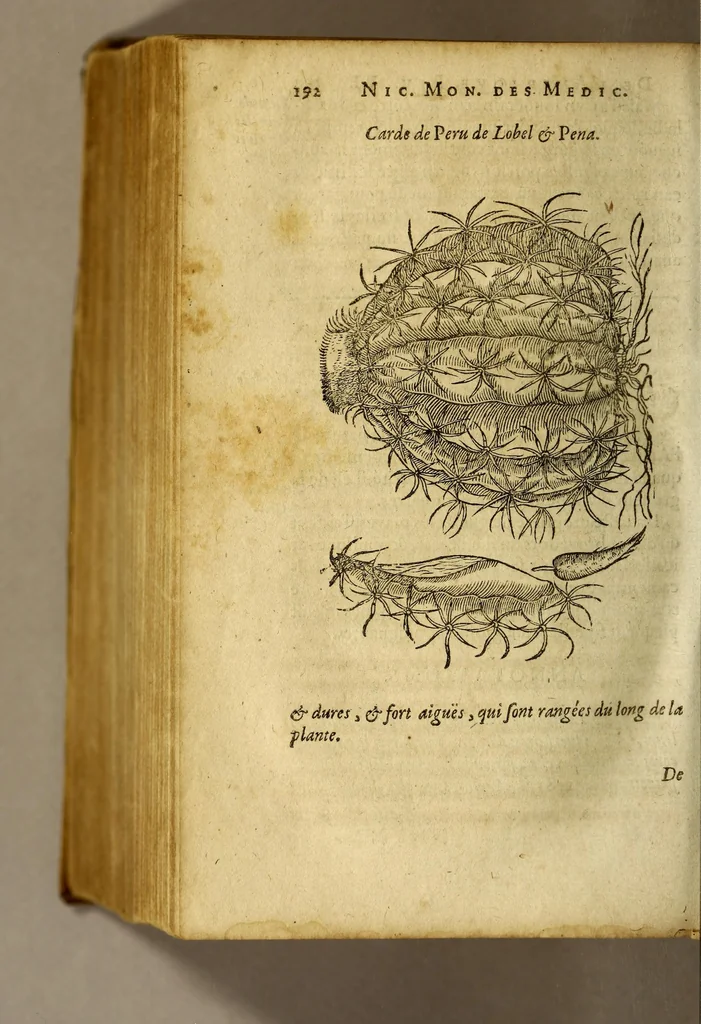 An illustration from Histoire des simples medicamens apportés de l'Amerique, desquels on se sert en la medecine., 1619, leaf 196
