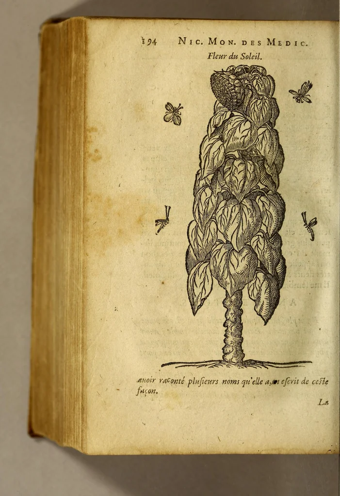 An illustration from Histoire des simples medicamens apportés de l'Amerique, desquels on se sert en la medecine., 1619, leaf 198