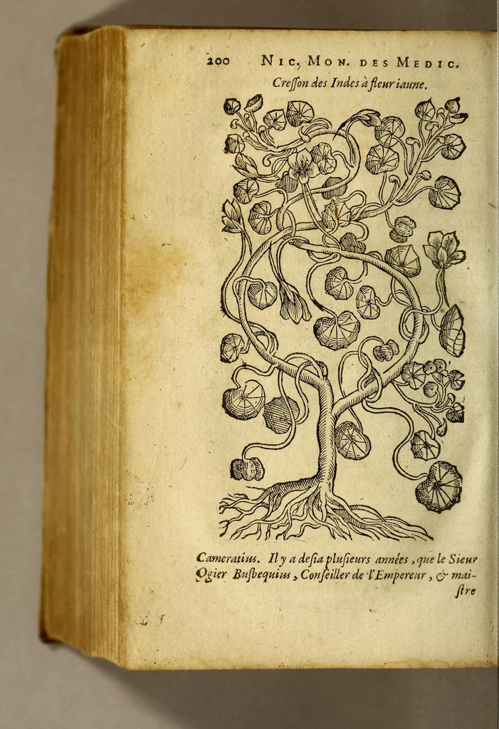 An illustration from Histoire des simples medicamens apportés de l'Amerique, desquels on se sert en la medecine., 1619, leaf 204