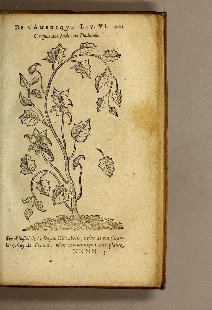 An illustration from Histoire des simples medicamens apportés de l'Amerique, desquels on se sert en la medecine., 1619, leaf 205