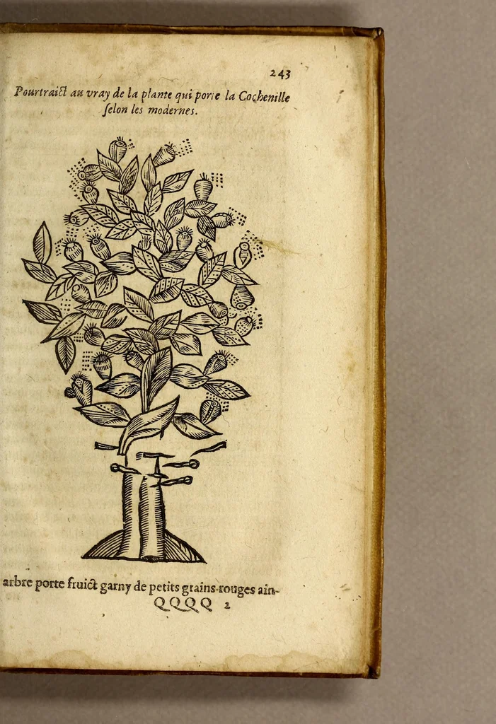 An illustration from Histoire des simples medicamens apportés de l'Amerique, desquels on se sert en la medecine., 1619, leaf 247