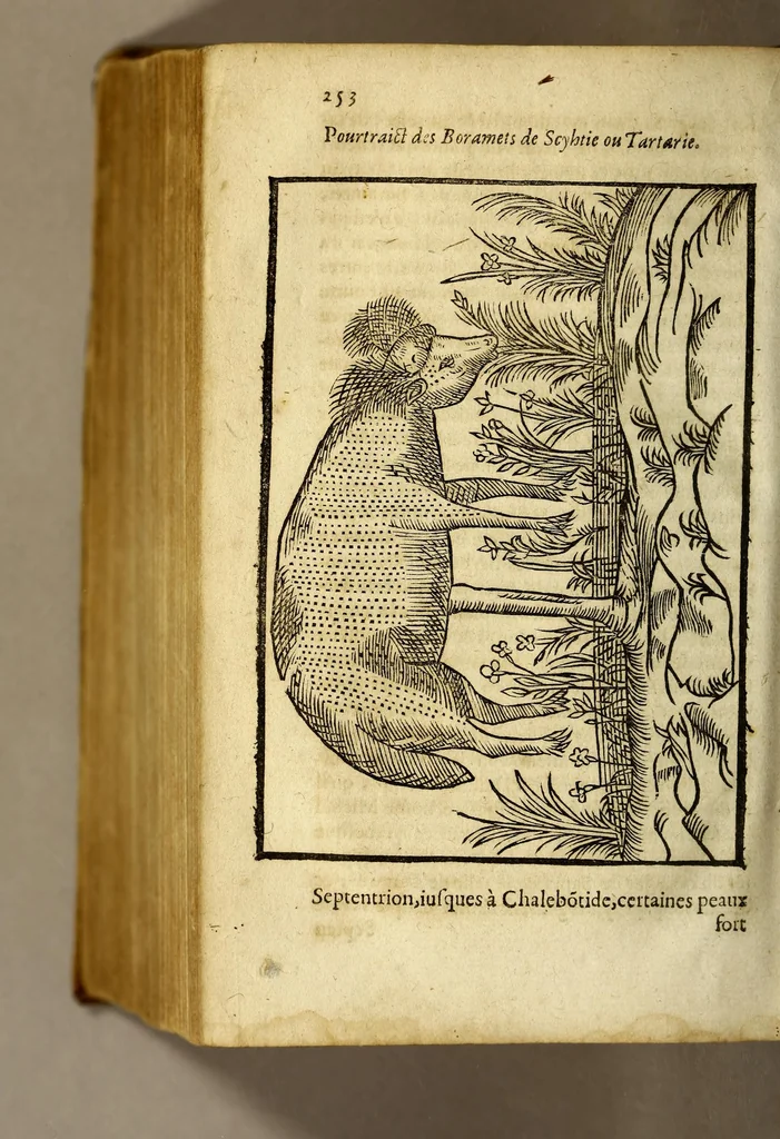 An illustration from Histoire des simples medicamens apportés de l'Amerique, desquels on se sert en la medecine., 1619, leaf 256
