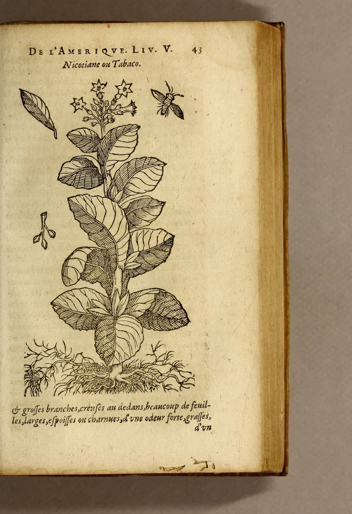 An illustration from Histoire des simples medicamens apportés de l'Amerique, desquels on se sert en la medecine., 1619, leaf 47