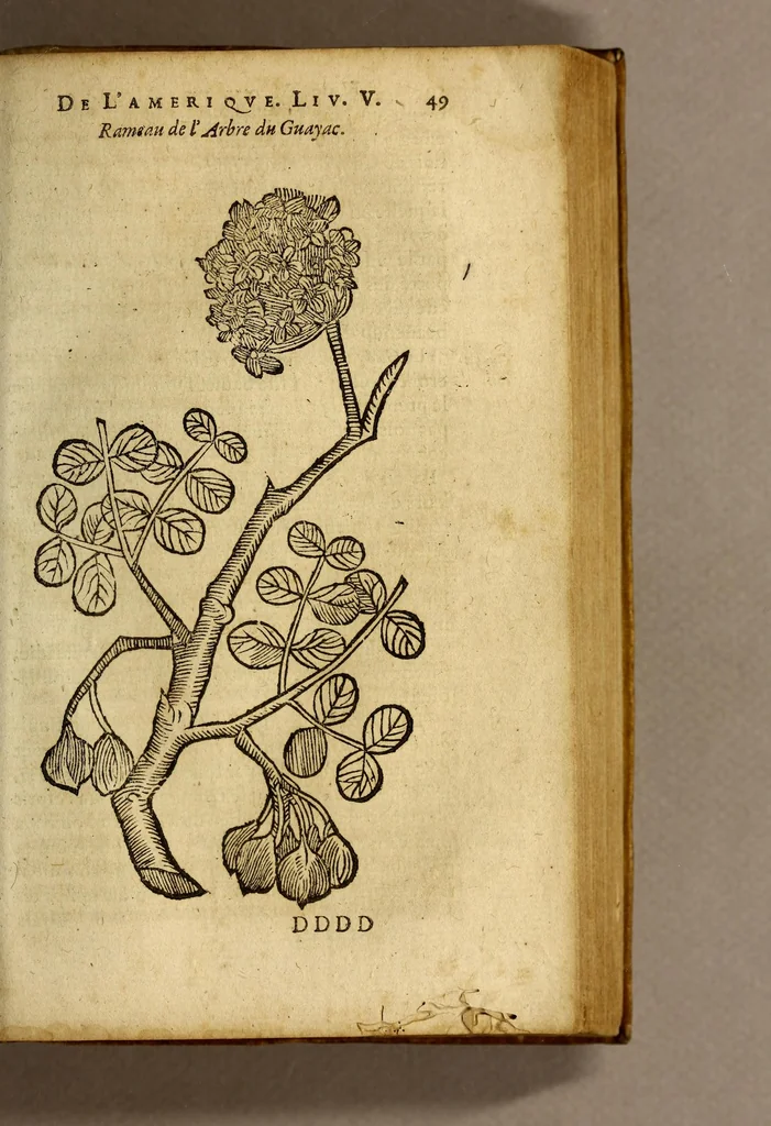 An illustration from Histoire des simples medicamens apportés de l'Amerique, desquels on se sert en la medecine., 1619, leaf 53