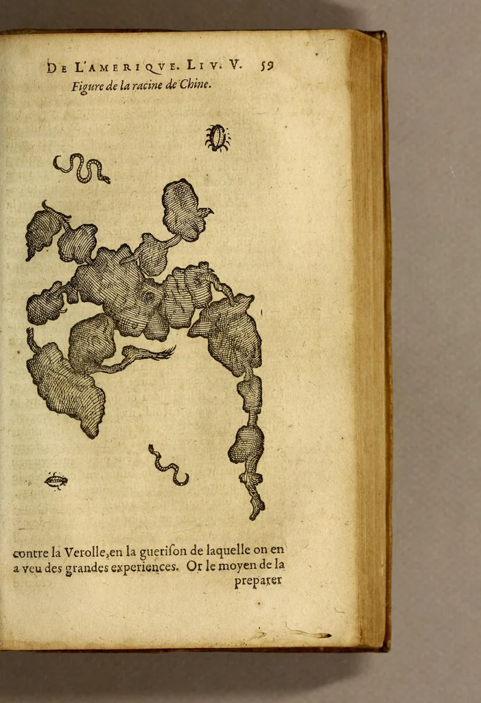 An illustration from Histoire des simples medicamens apportés de l'Amerique, desquels on se sert en la medecine., 1619, leaf 63