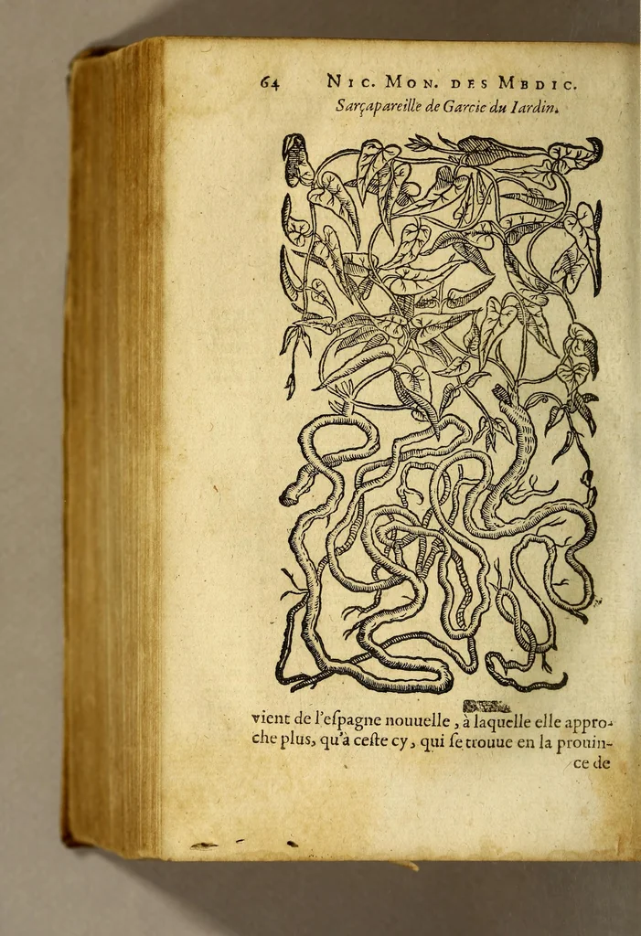 An illustration from Histoire des simples medicamens apportés de l'Amerique, desquels on se sert en la medecine., 1619, leaf 68