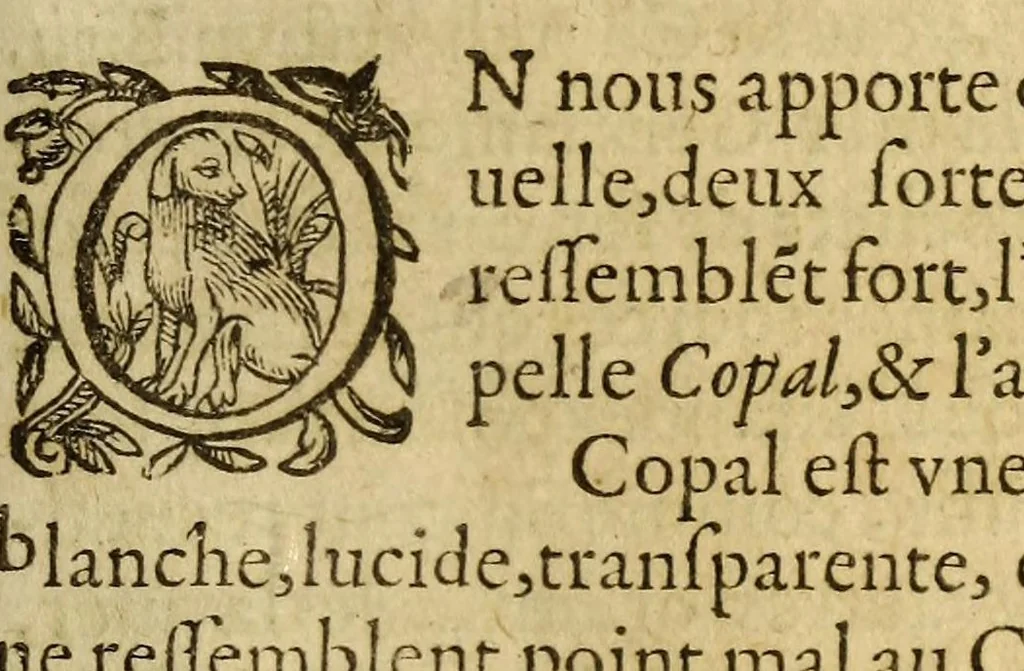 An illustration from Histoire des simples medicamens apportés de l'Amerique, desquels on se sert en la medecine., 1619, leaf 7