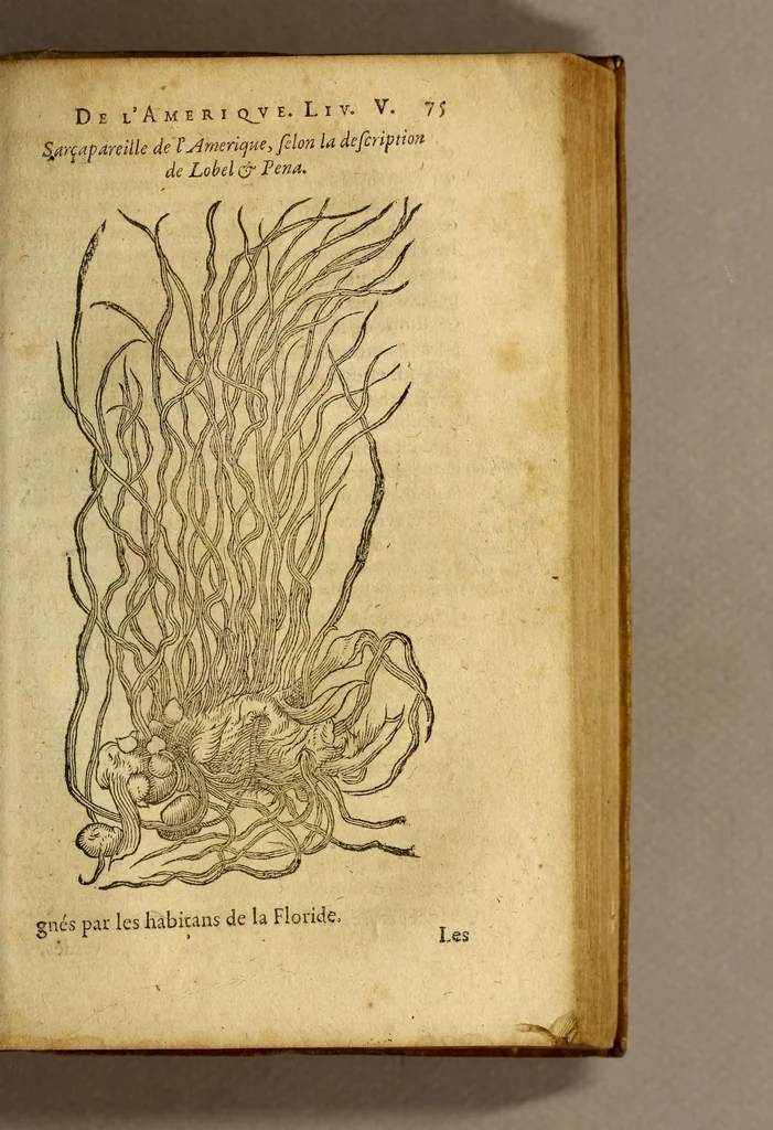 An illustration from Histoire des simples medicamens apportés de l'Amerique, desquels on se sert en la medecine., 1619, leaf 79