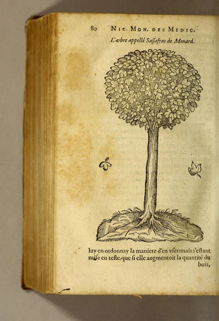 An illustration from Histoire des simples medicamens apportés de l'Amerique, desquels on se sert en la medecine., 1619, leaf 84