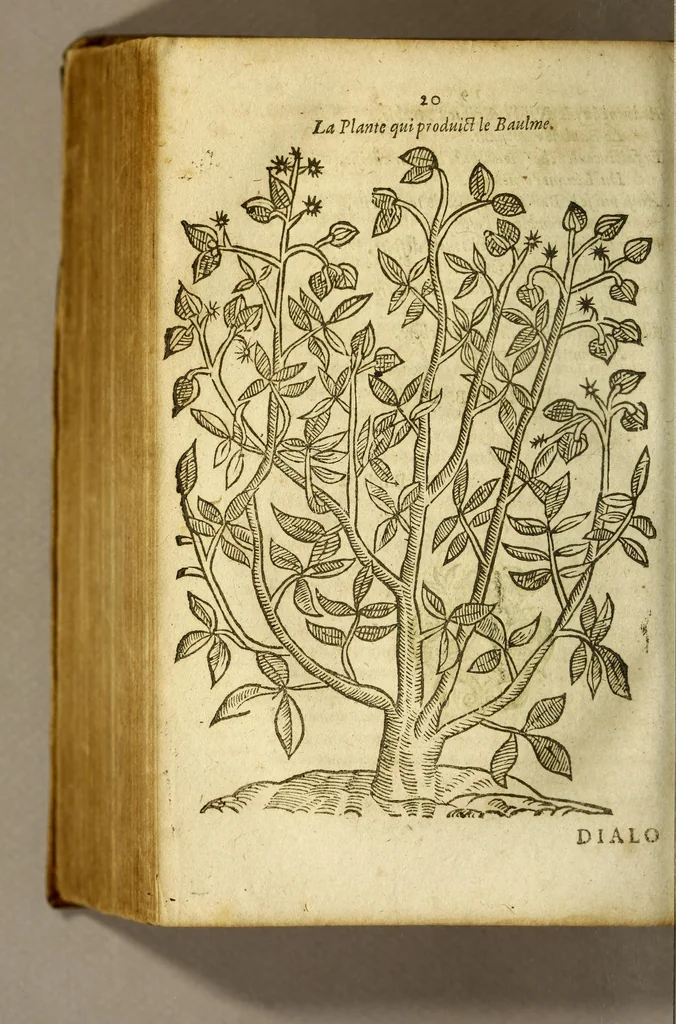 An illustration from Histoire du baulme. : Ou il est prouué que nous auons vraye cognoissance de la plante qui produict le baulme, & par consequent de son fruict, & de son bois. Contre l'opinion commune de plusieurs medecins, & apoticaires anciens & modernes., 1619, leaf 22