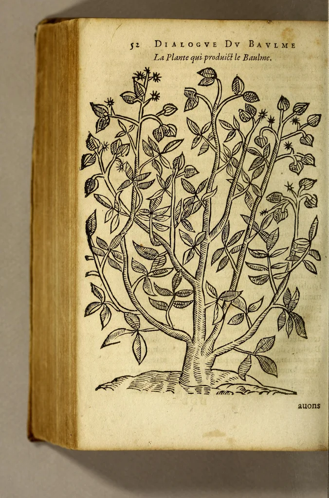 An illustration from Histoire du baulme. : Ou il est prouué que nous auons vraye cognoissance de la plante qui produict le baulme, & par consequent de son fruict, & de son bois. Contre l'opinion commune de plusieurs medecins, & apoticaires anciens & modernes., 1619, leaf 54