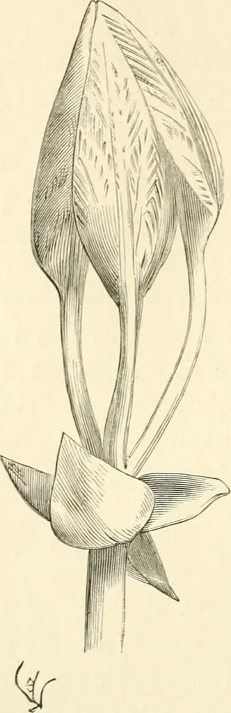An illustration from Histoire d'un dessinateur, comment on apprend à dessiner;, 1879, leaf 107