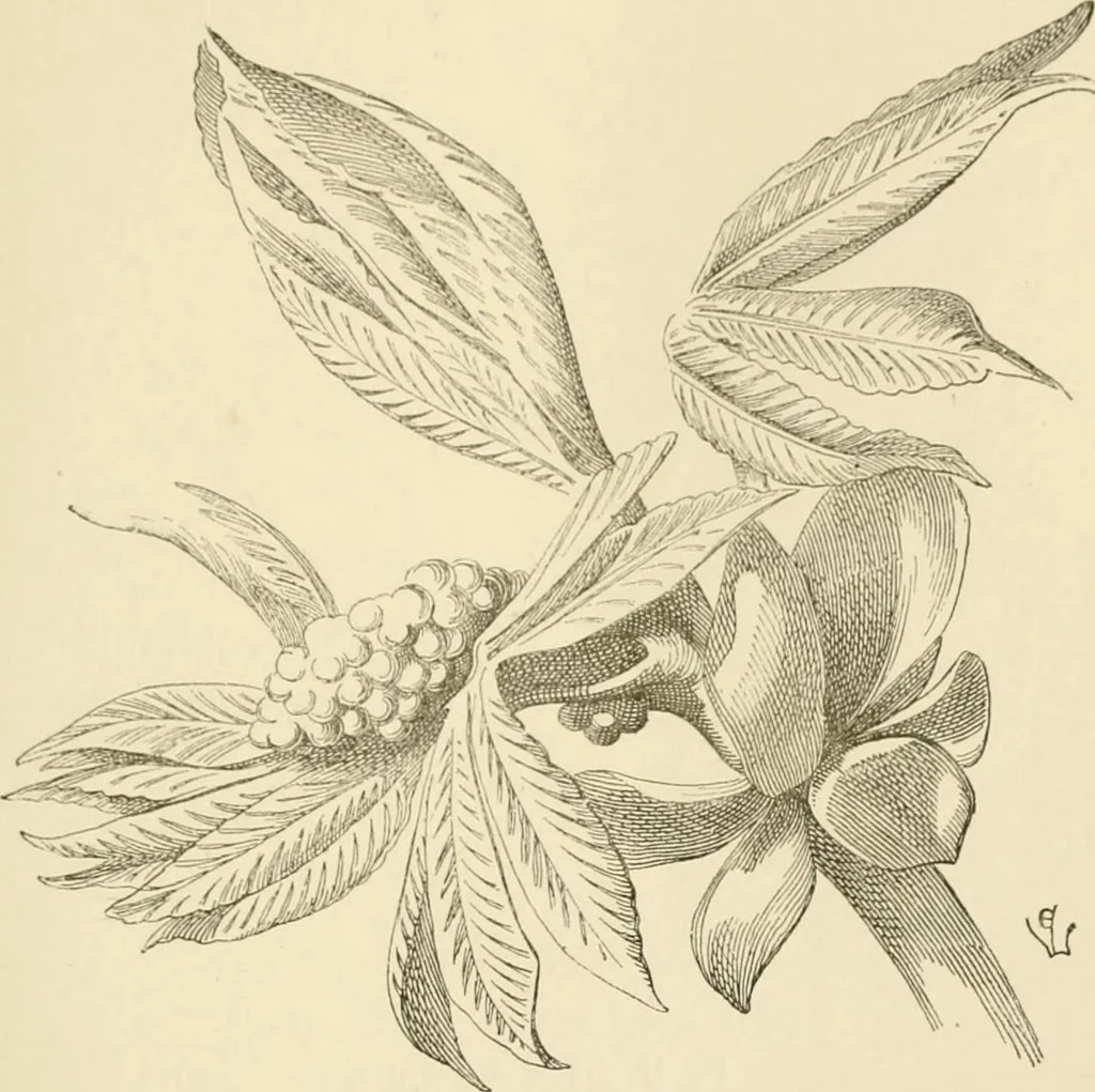 An illustration from Histoire d'un dessinateur, comment on apprend à dessiner;, 1879, leaf 108