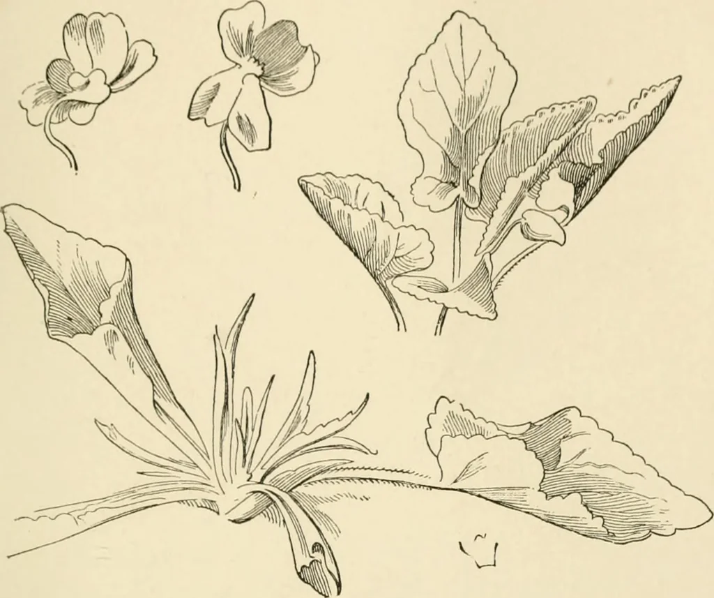 An illustration from Histoire d'un dessinateur, comment on apprend à dessiner;, 1879, leaf 110