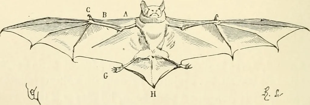 An illustration from Histoire d'un dessinateur, comment on apprend à dessiner;, 1879, leaf 117