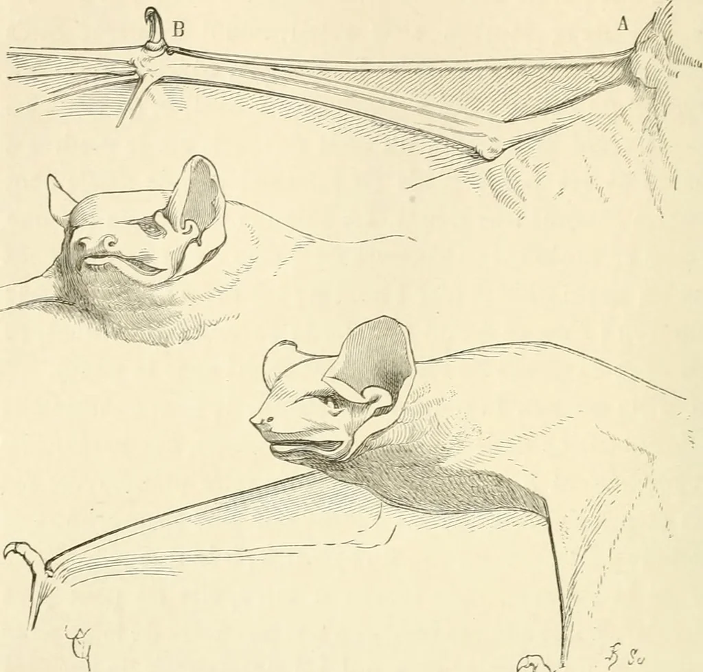 An illustration from Histoire d'un dessinateur, comment on apprend à dessiner;, 1879, leaf 119