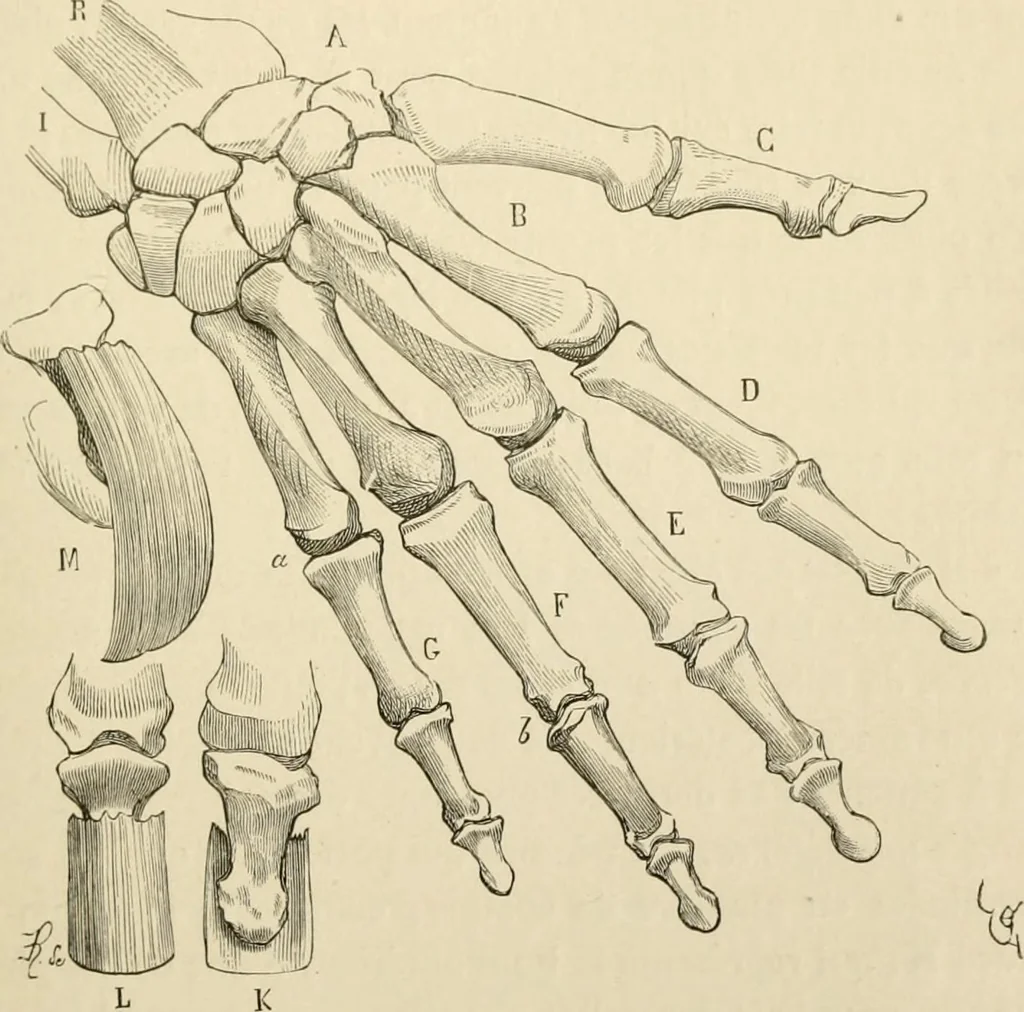 An illustration from Histoire d'un dessinateur, comment on apprend à dessiner;, 1879, leaf 124