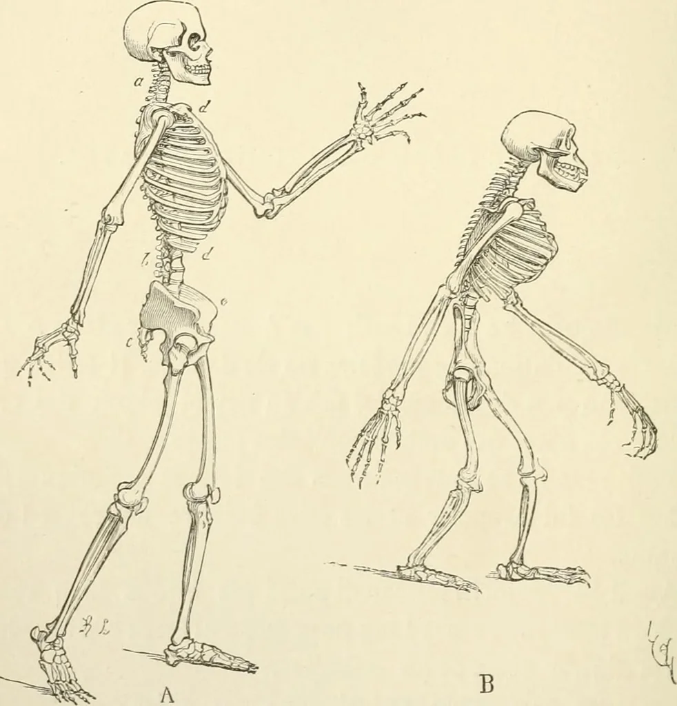An illustration from Histoire d'un dessinateur, comment on apprend à dessiner;, 1879, leaf 133
