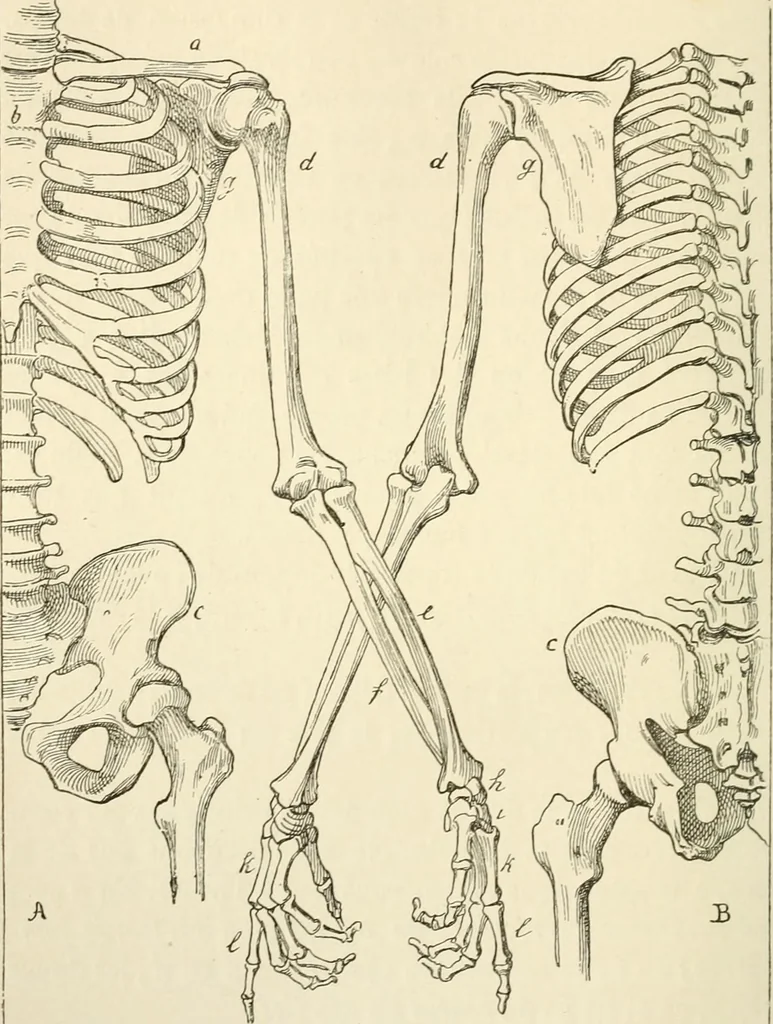An illustration from Histoire d'un dessinateur, comment on apprend à dessiner;, 1879, leaf 135