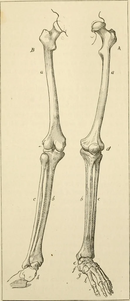 An illustration from Histoire d'un dessinateur, comment on apprend à dessiner;, 1879, leaf 136