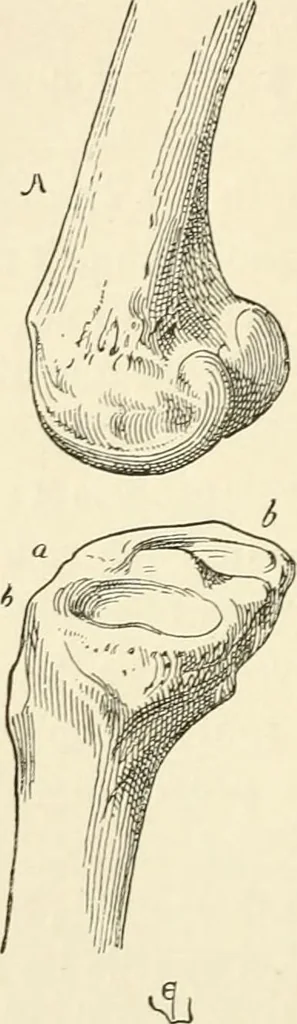 An illustration from Histoire d'un dessinateur, comment on apprend à dessiner;, 1879, leaf 141