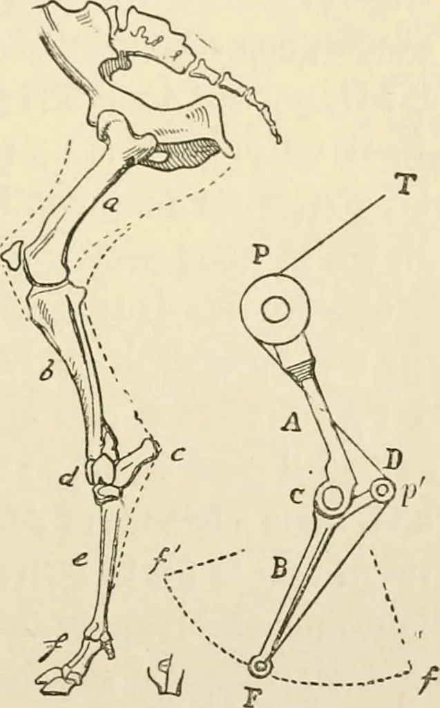 An illustration from Histoire d'un dessinateur, comment on apprend à dessiner;, 1879, leaf 142