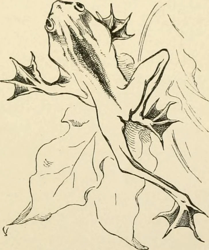 An illustration from Histoire d'un dessinateur, comment on apprend à dessiner;, 1879, leaf 148