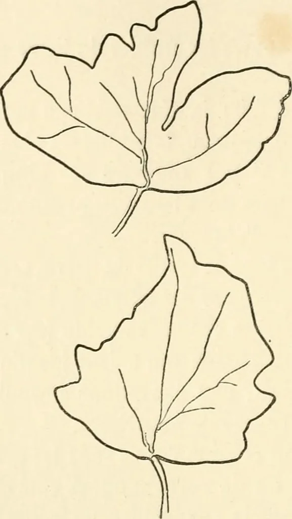 An illustration from Histoire d'un dessinateur, comment on apprend à dessiner;, 1879, leaf 39