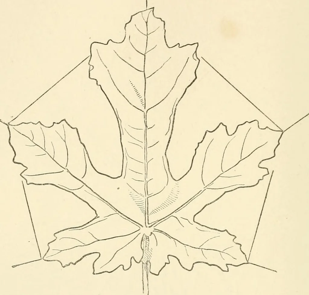 An illustration from Histoire d'un dessinateur, comment on apprend à dessiner;, 1879, leaf 41