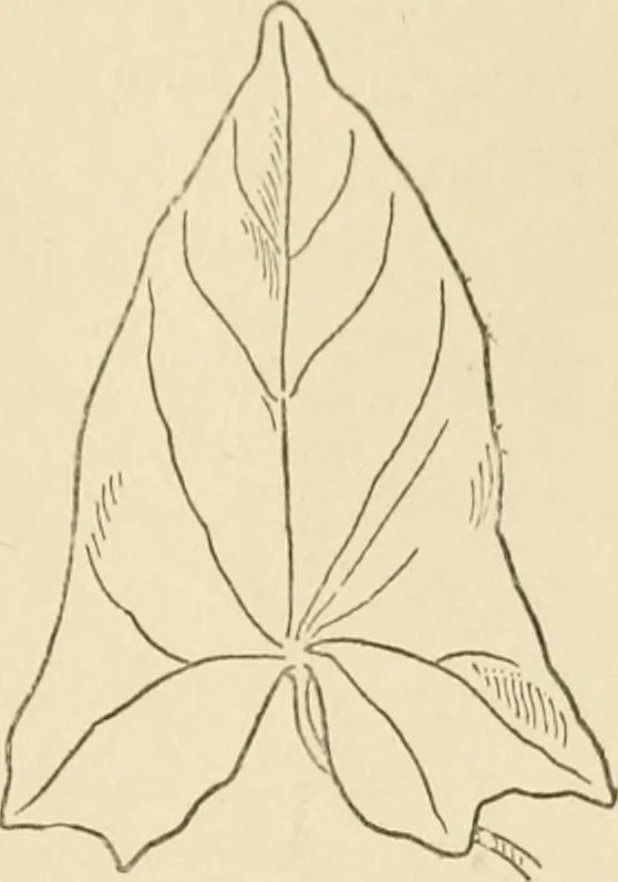 An illustration from Histoire d'un dessinateur, comment on apprend à dessiner;, 1879, leaf 42