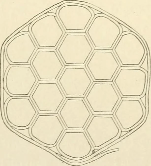 An illustration from Histoire d'un dessinateur, comment on apprend à dessiner;, 1879, leaf 43