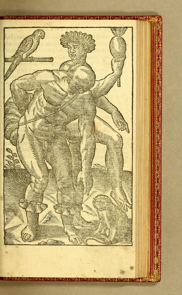 An illustration from Histoire d'un voyage fait en la terre du Bresil, autrement dite Amerique. : Contenant la nauigation, & choses remarquables, veuës sur mer par l'aucteur: le comportement de Villegagnon, en ce païs là. Les meurs [sic] & façons de viure estranges des sauuages ameriquains: auec vn colloque de leur langage. Ensemble la description de plusieurs animaux, arbres, herbes, & autres choses singulieres, & du tout inconues par deça, dont on verra les sommaires des chapitres au commencement du liure. Non encores mis en lumiere, pour les causes contenues en la preface., 1578, leaf 329