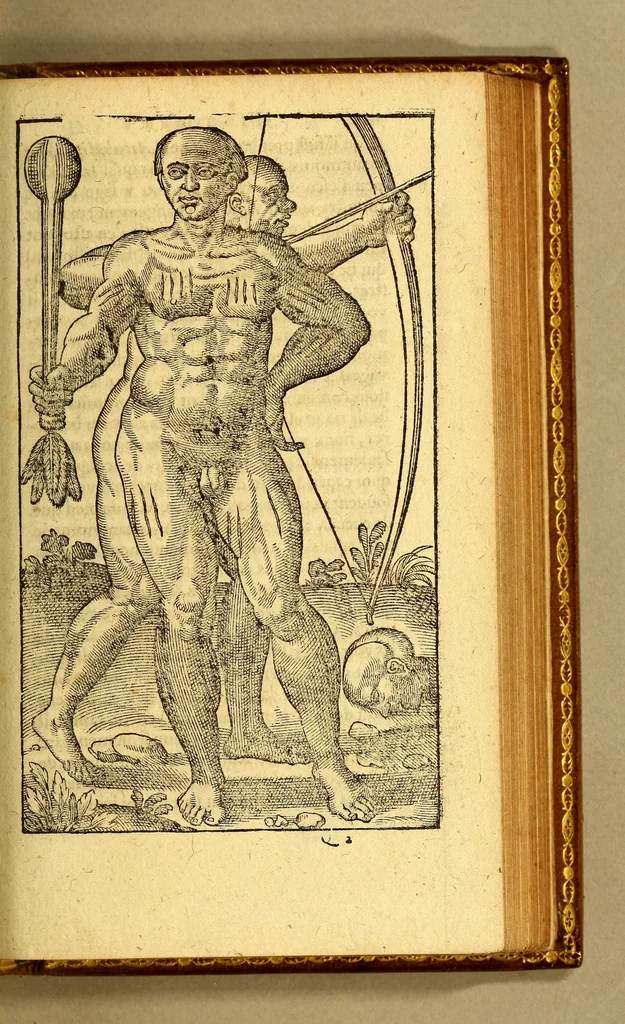 An illustration from Histoire d'un voyage fait en la terre du Bresil, dite Amerique. : Contenant la nauigation & choses remarquables, veues sur mer par l'autheur. Le comportement de Villegagnon en ce pays la. Les moeurs & façons de viure estranges des sauuages bresiliens: auec vn colloque de leur langage. Ensemble la description de plusieurs animaux, poissons difformes, arbres, herbes, fruicts, & racines, & autres choses singulieres, & au tout incognues par deça, dont on verra les sommaires des chapitres au deuant la preface. Auec les figures, reueue, corrigee & encores de nouueau bien augmentee par l'autheur., 1611, leaf 331