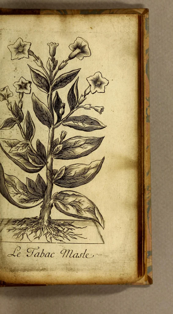 An illustration from Histoire du tabac, ou il est traité particulierement du tabac en poudre., 1677, leaf 45