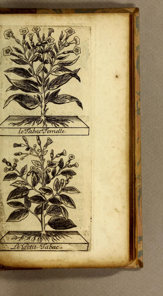 An illustration from Histoire du tabac, ou il est traité particulierement du tabac en poudre., 1677, leaf 47