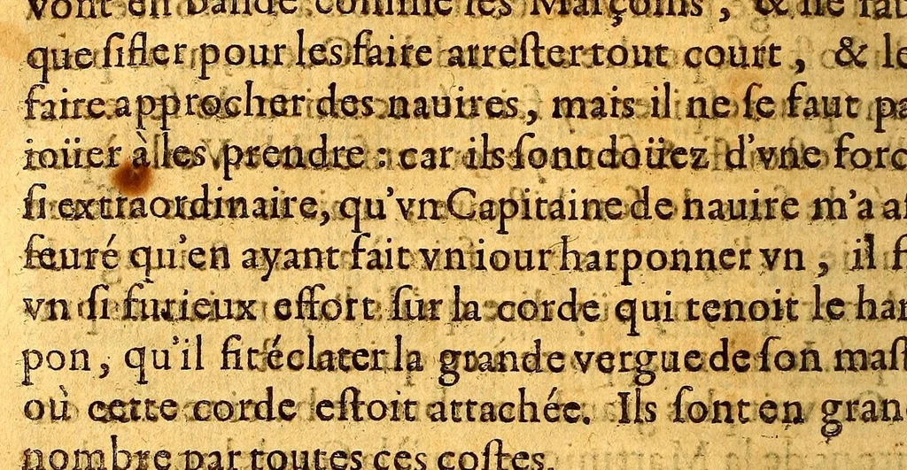 An illustration from Histoire generale, des isles de S. Christophe, de la Guadeloupe, de la Martinique, et autres dans l'Amerique. : Où l'on verra l'establissement des colonies françoises, dans ces isles; leurs guerres ciuiles & estrangeres, & tout ce qui se passe dans les voyages & retours des Indes. : Comme ausse plusieurs belles particularitez des Antisles de l'Amerique: vne description generale de l'isle de la Guadeloupe: de tous ses mineraux, de ses pierreries, de ses riuieres, fontaines & estangs: & de toutes ses plantes. : De plus, la description de tous les animaux de la mer, de l'air, & de la terre: & vn traité fort ample des murs des sauuages du pays, de l'estat de la colonie françoise, & des esclaues, tant mores, que sauuages., 1654, leaf 288