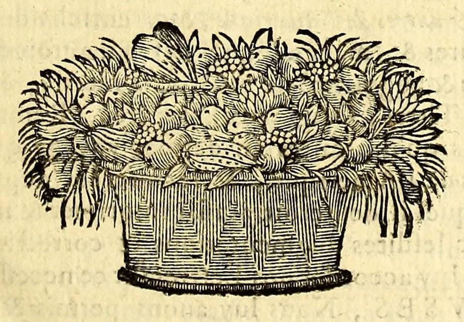 An illustration from Histoire generale des Antilles habitées par les François. : Divisée en deux tomes, et enrichie de cartes & de figures. Tome I [-IV]. ..., 1667, leaf 17